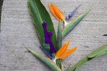 Load image into Gallery viewer, Birds of Paradise-Knot Earring