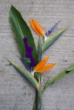 Load image into Gallery viewer, Birds of Paradise-Knot Earring