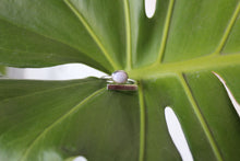 Load image into Gallery viewer, Essential Ring